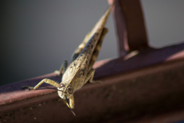 Locust macro