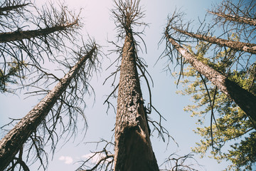 desert trees