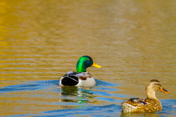 animal a wild drake and a duck sail on a pond