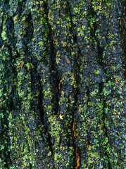 Wet bark or old oak background. Dark maple surface with green lichen