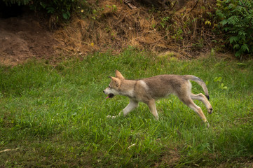Grey Wolf Pup (Canis lupus) Runs Left