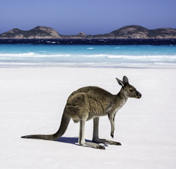 Kangaroo on beach