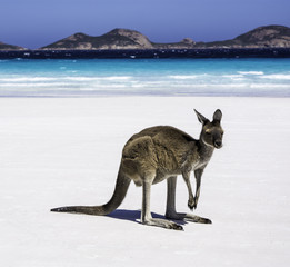Kangaroo on Beach