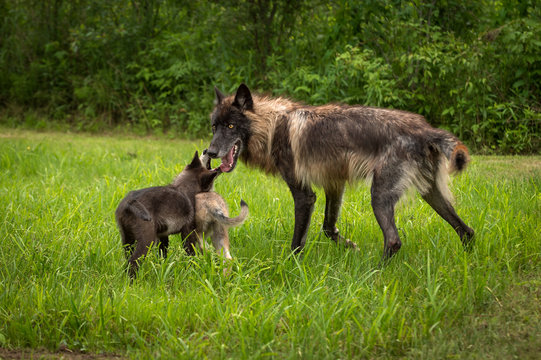 Fototapeta Black Phase Grey Wolf (Canis lupus) Greeted by Pups