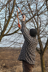 Adult farmer pruning apricot tree in orchard using loppers