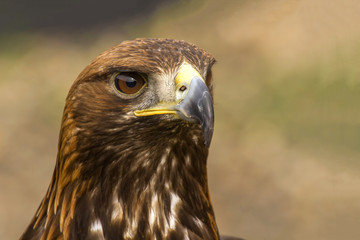 Golden Eagle