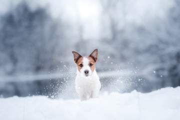 dog portrait of a Jack Russell terrier on nature in winter snow