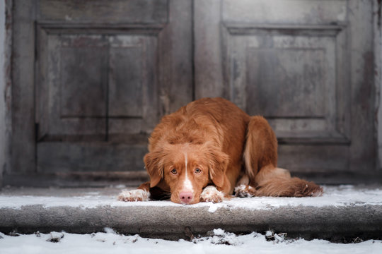 Nova Scotia Duck Tolling Retriever Dog lying at the wooden