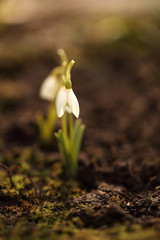 Snowdrops are spring primroses. Background for the Easter greeting card. Flowers grow in the sun.