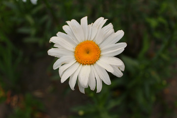 Fototapeta premium flower
