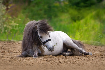 White pony stallion laying and rest in sand