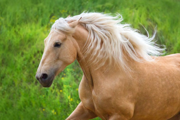 Naklejka na ściany i meble Palomino horse with long mane portrait in motion against green spring meadow