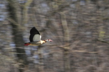 Nilgans, Alopochen aegyptiaca, im Flug vor Auwald, Hessen, Deutschland