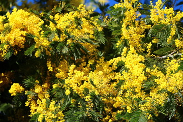 Mimosa tree branch under blue sky in spring 