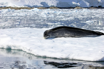 Leopard seal resting on ice floe, Antarctic peninsula