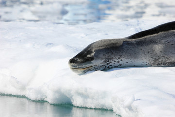 Obraz premium Leopard seal resting on ice floe, Antarctic peninsula