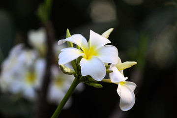 Plumeria