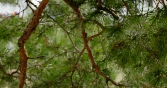 Pine tree footage moving look from trunk to branches vibrant natural colors handheld