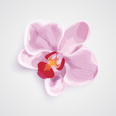 Fototapeta na wymiar Orchid pink flower. vector illustration