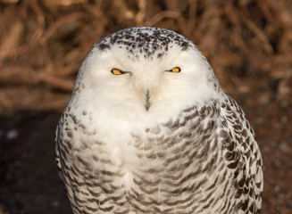 Snowy Owl Portrait