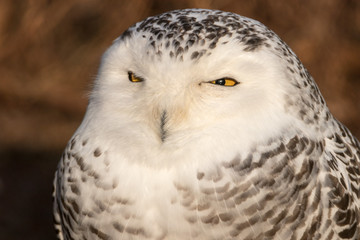 Obraz premium Snowy Owl Portrait