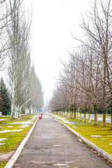 Alley in the old park