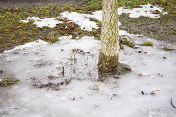 Tree trunk, ice and grass. Early spring.