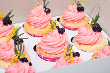 Vanilla cupcakes on white wood background, copy space