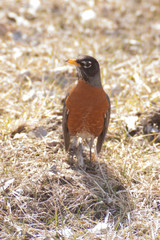 Robin in Grass