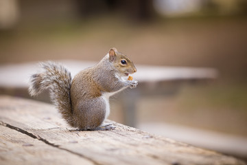 Close-up of a small grey squirrel sitting on a wooden table in the city park and eating.