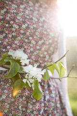 Closeup of apple blossoms in a sunlight. Woman's dress as a background.