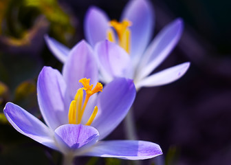 Fototapeta premium Small spring flowers blooming crocuses gently