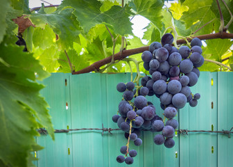 grapes on barbed wire 