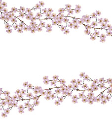 Flowering branch of apple isolated on a white background. Spring