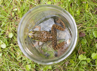 Frog in glass jar on grass