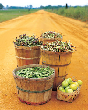Bushels of fresh farmed produce