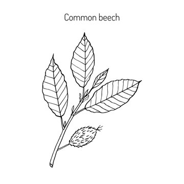Beech branch with leaves