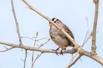 White-crowned sparrow on branch at Rio Grande Nature Center, Albuquerque, New Mexico