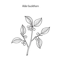  Alder buckthorn, medicinal plant