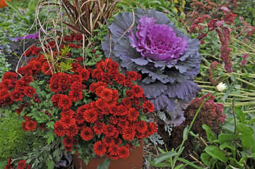 Beautiful flowering cabbage and mums