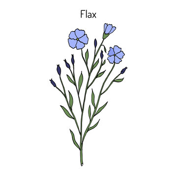 Flax plant with flowers