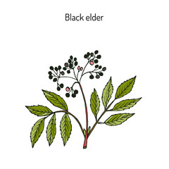 Black elder, medicinal plant