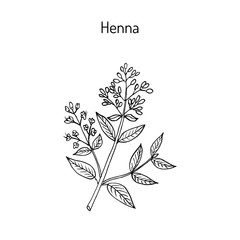 Henna or hina
