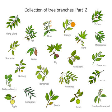 Set of different tree branches