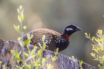 Black francolin on log