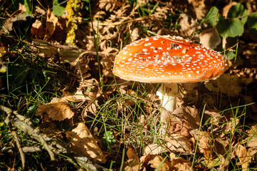 Amanita muscaria, seta del bosque