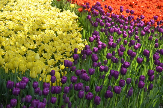 Tulip_spring exebition