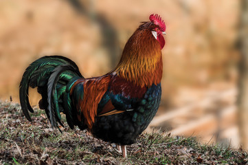 Standing proud rooster