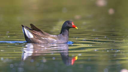 Common moorhen swimming in pond