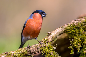 Bullfinch perched on branch